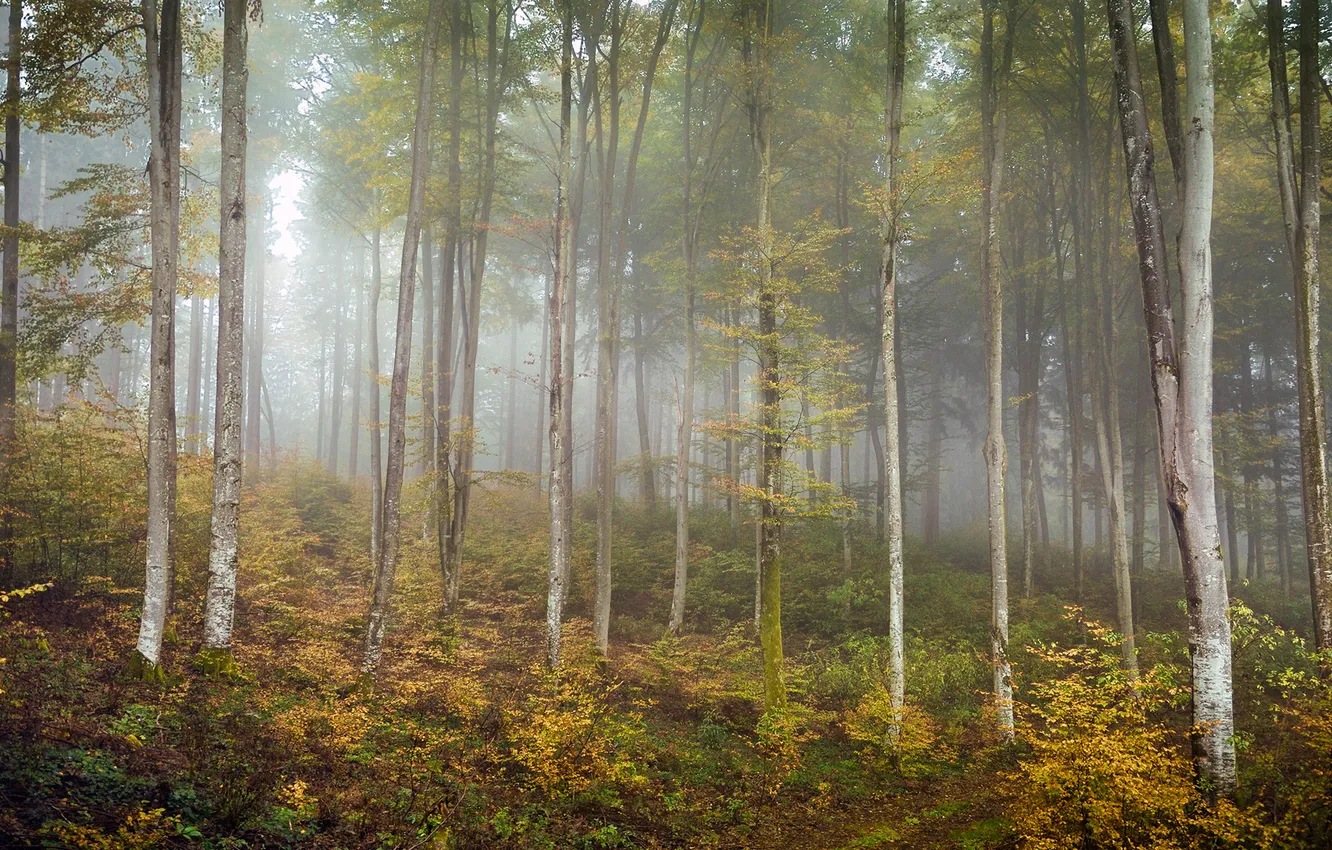 Фото обои осень, лес, природа, берёзы
