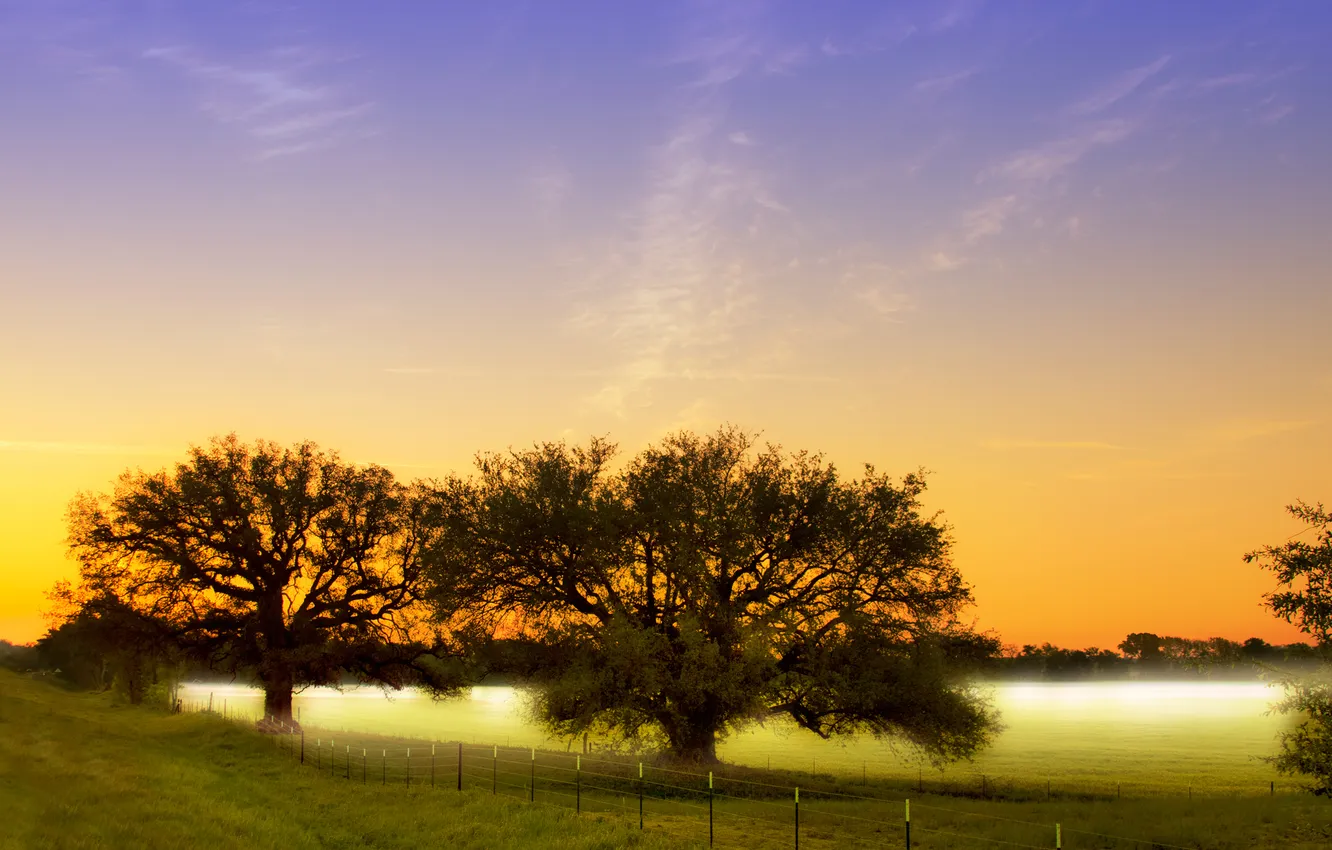 Фото обои поле, деревья, природа, туман, утро