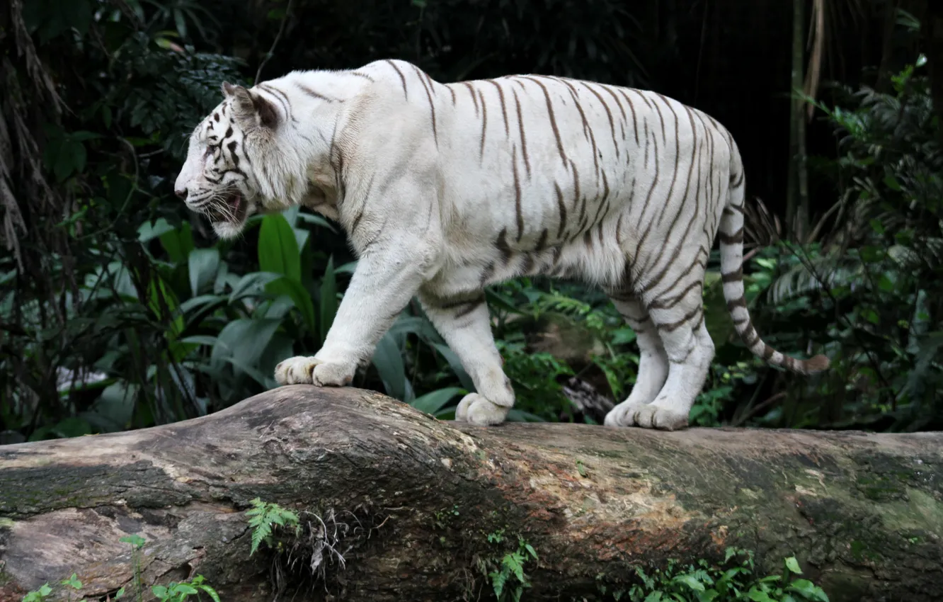 Фото обои белый, тигр, хищник, бенгальский
