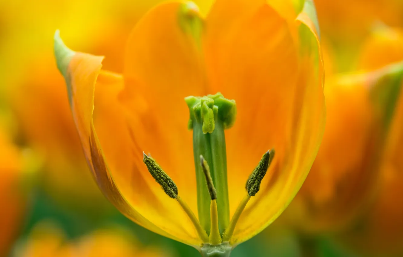 Фото обои макро, желтый, тюльпан, весна