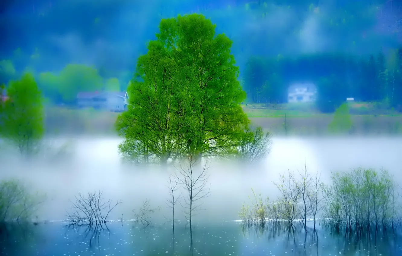 Фото обои пейзаж, туман, река, дерево, утро