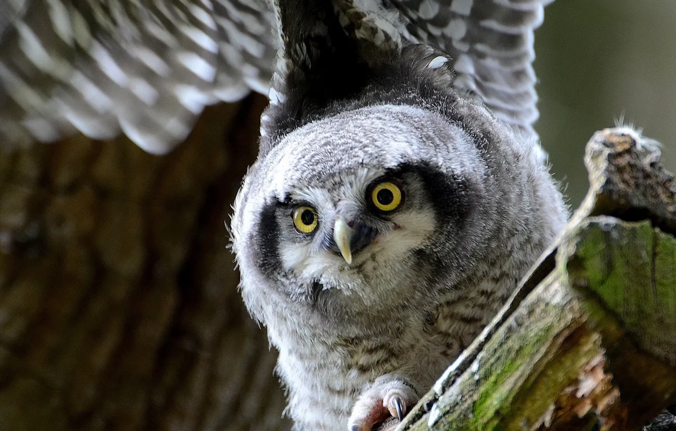 Фото обои bird, wings, owl, gaze