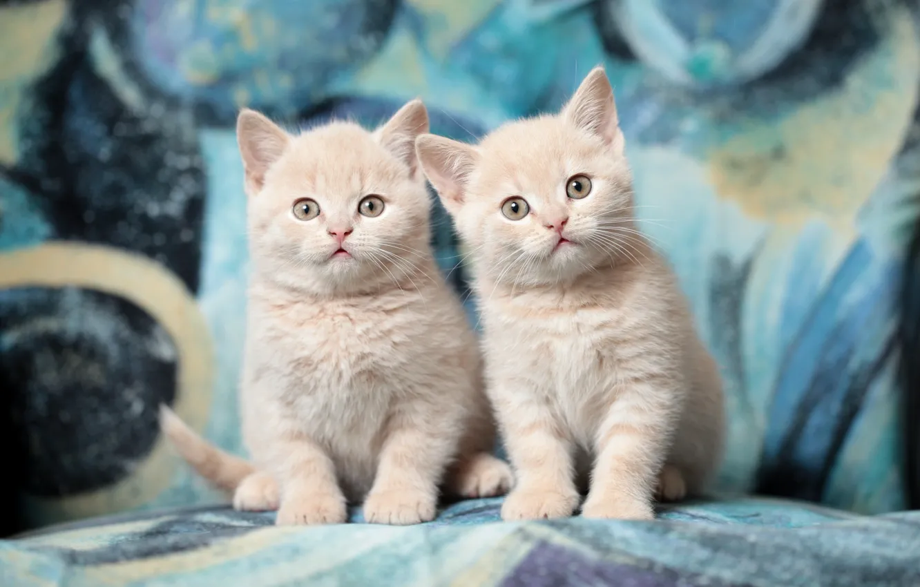 Фото обои котята, дуэт, британцы, порода