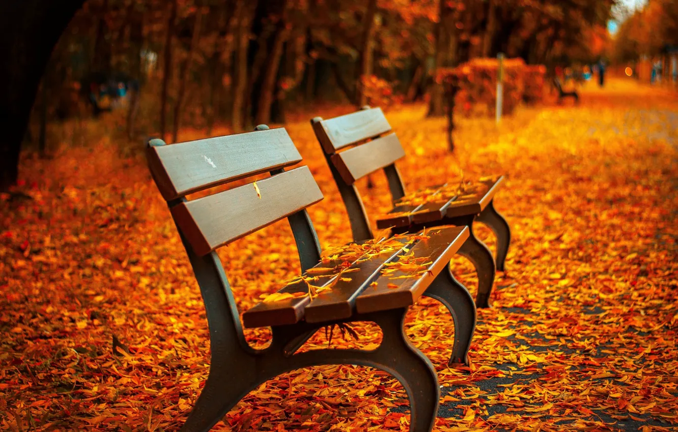 Фото обои осень, листья, парк, скамейки, лавочки, лавки