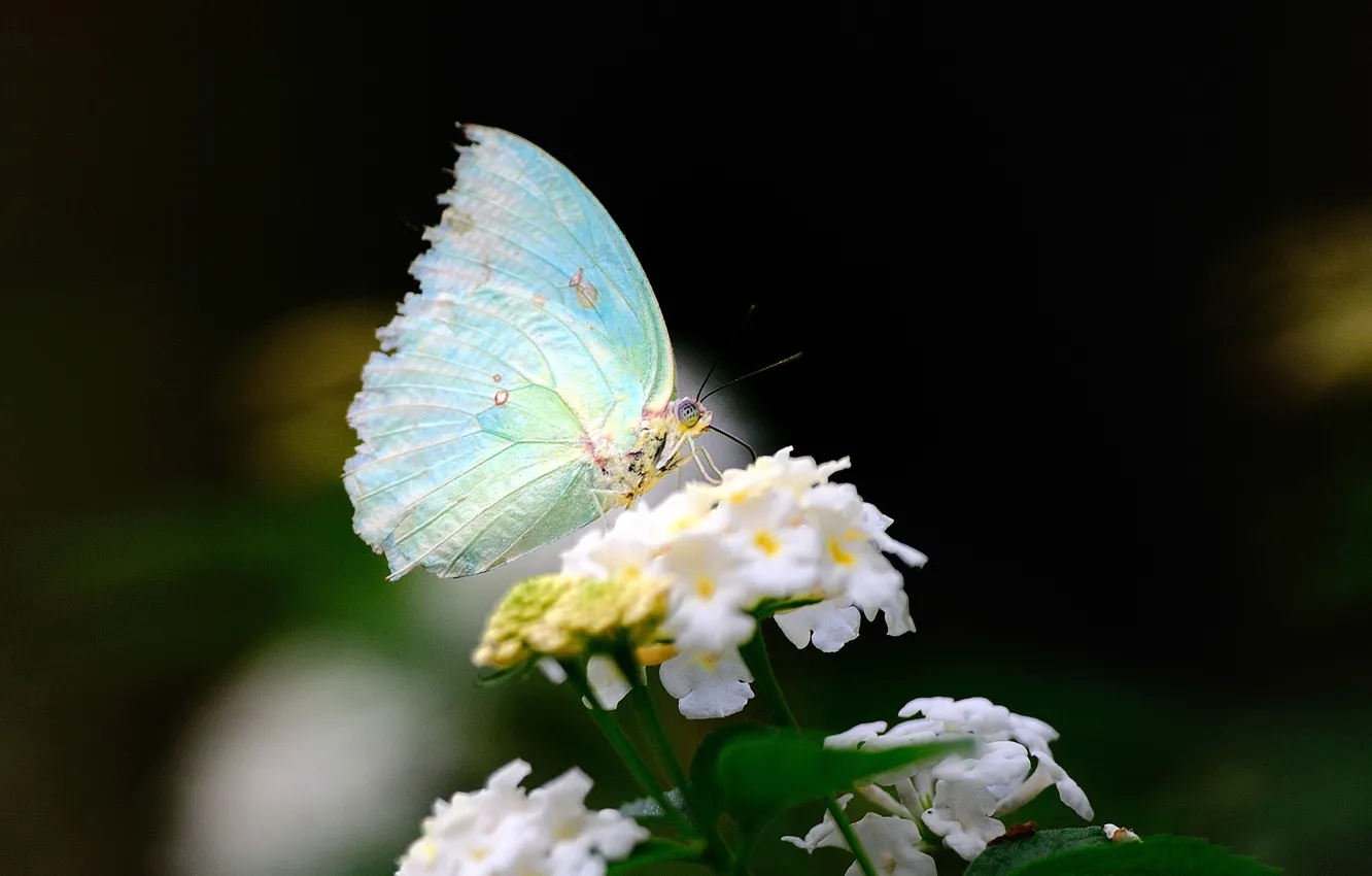Фото обои белый, цветок, макро, бабочка, крылья