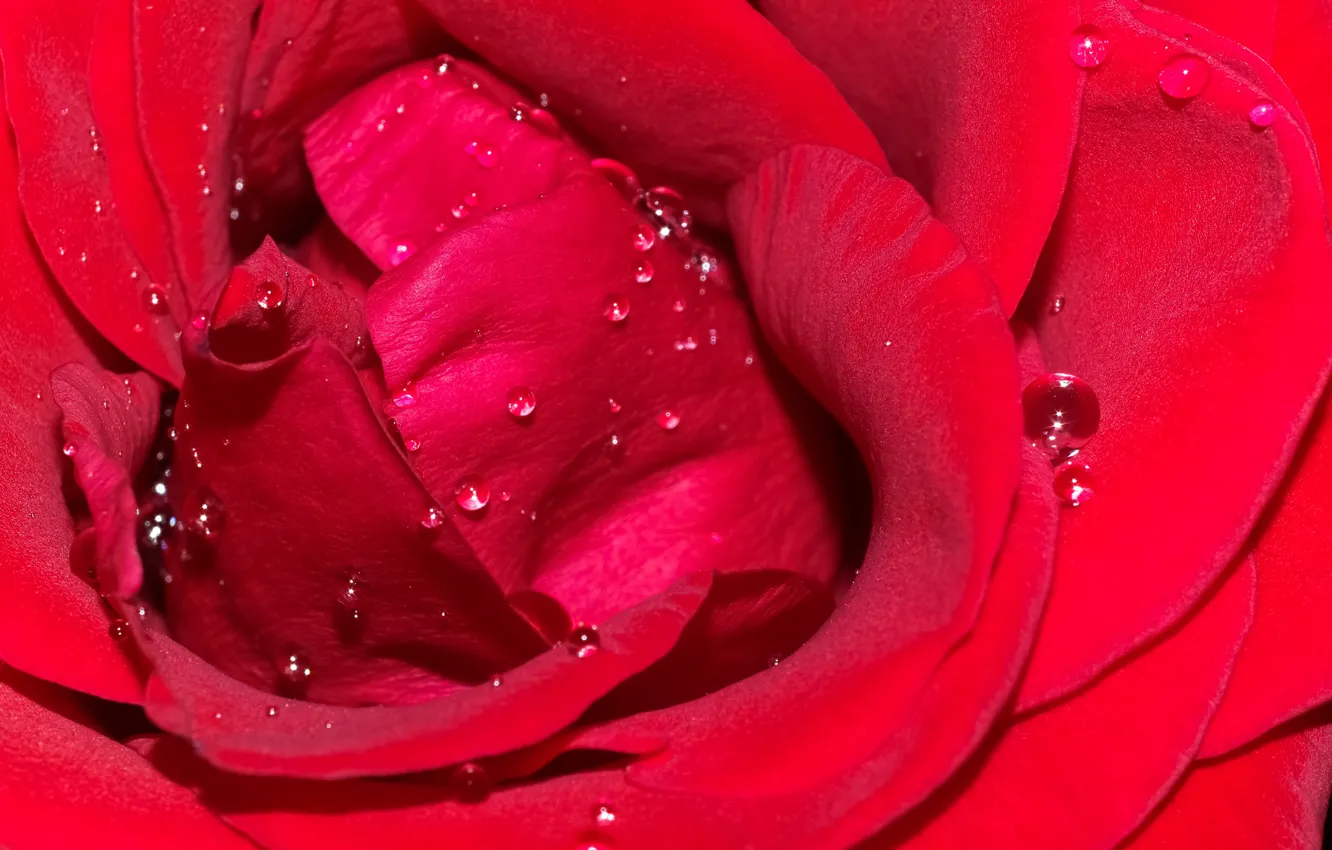 Фото обои капли, макро, роза, лепестки, красная, алая