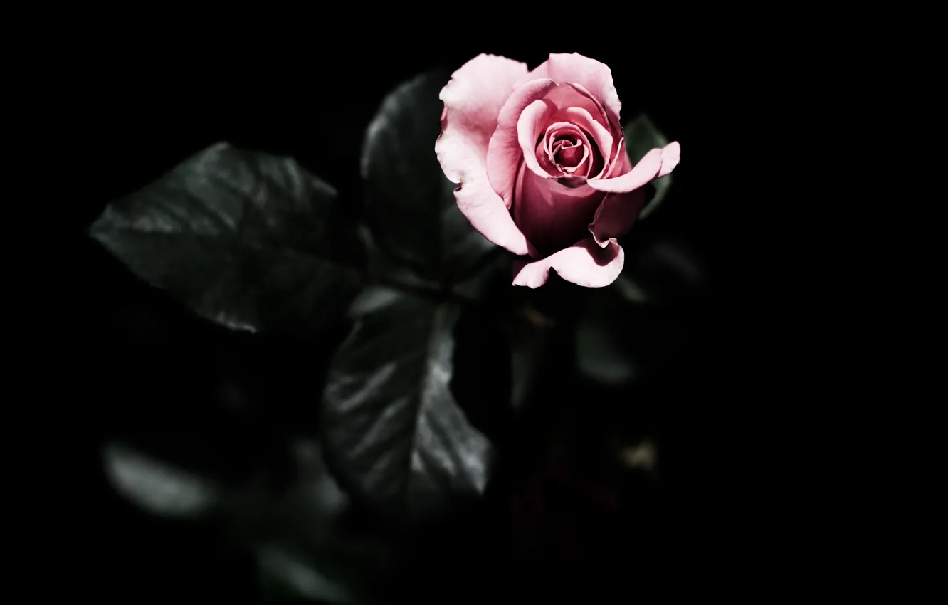 Фото обои листья, темный фон, розовая, роза