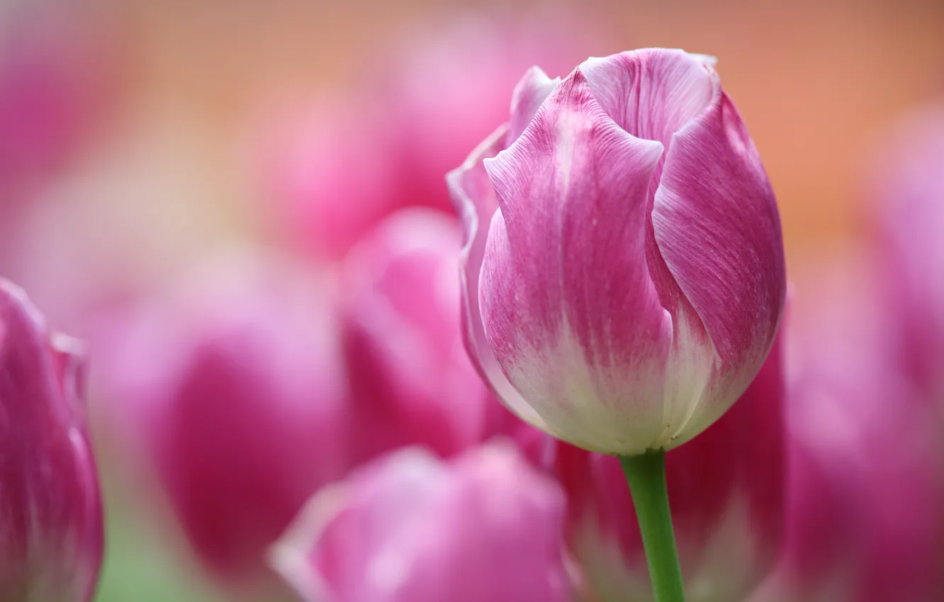 Фото обои макро, розовый, тюльпан