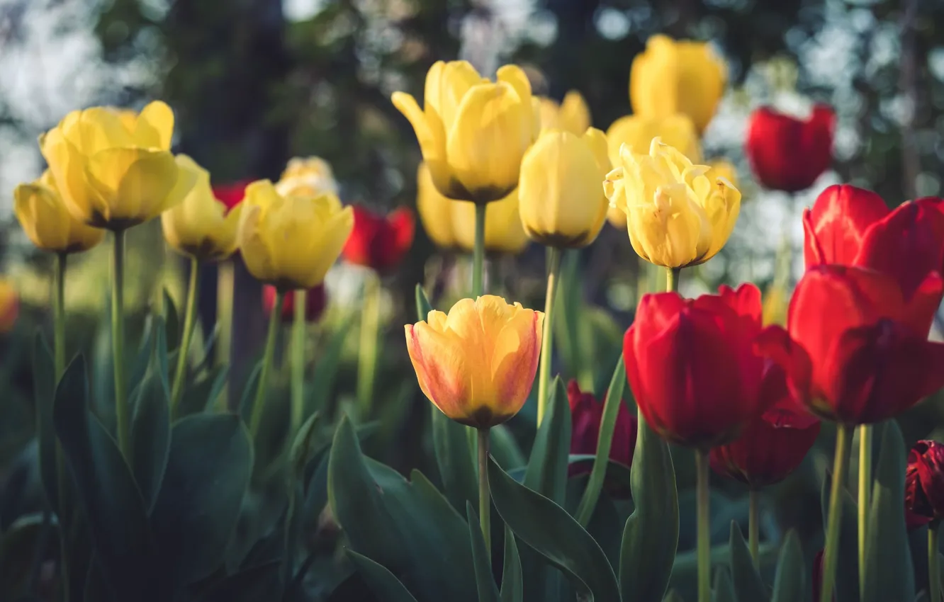 Фото обои цветы, весна, желтые, тюльпаны, красные, клумба, боке