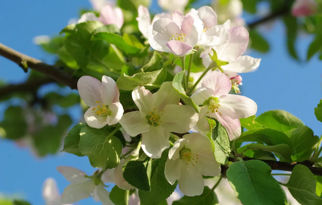 Фото обои макро, ветки, дерево, розовый, весна, яблоня