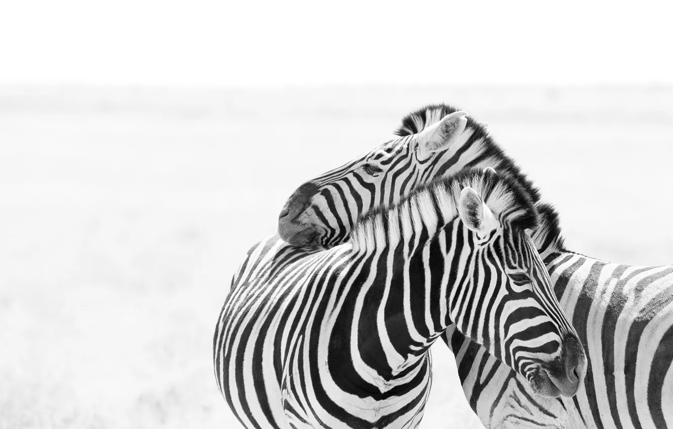 Фото обои природа, фон, зебры