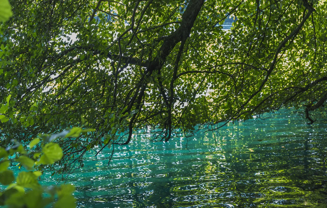 Фото обои лес, вода, деревья, озеро, река