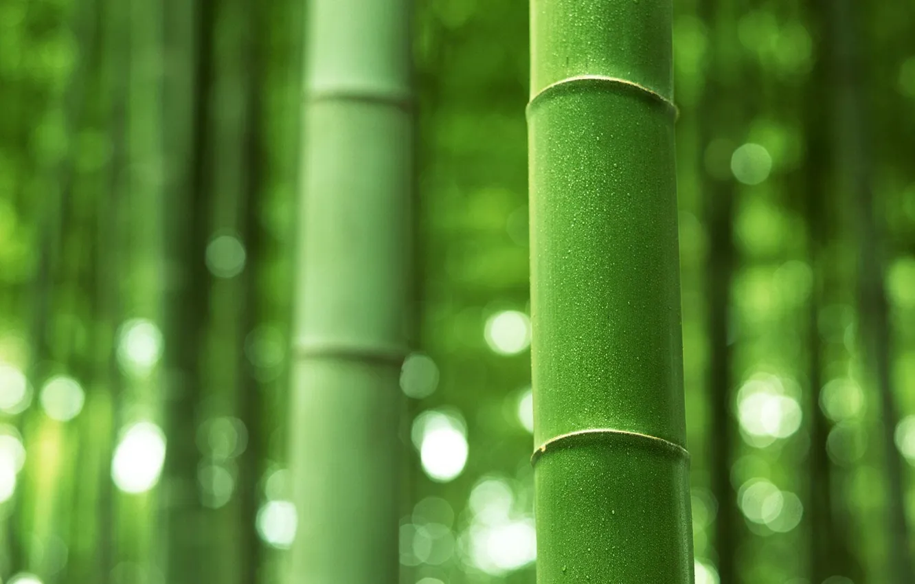 Фото обои бамбук, стебель, ствол, зелёный