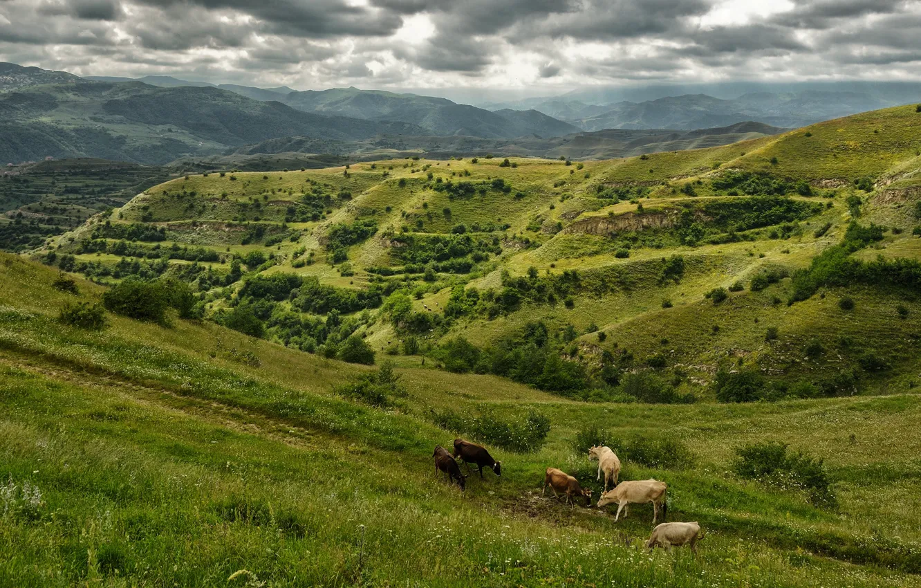 Фото обои пейзаж, горы, природа, коровы, россия, дагестан
