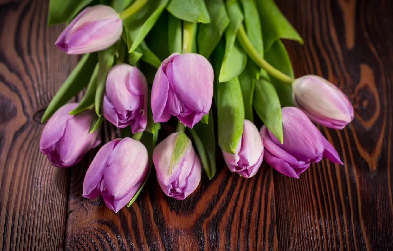 Фото обои букет, фиолетовые, тюльпаны