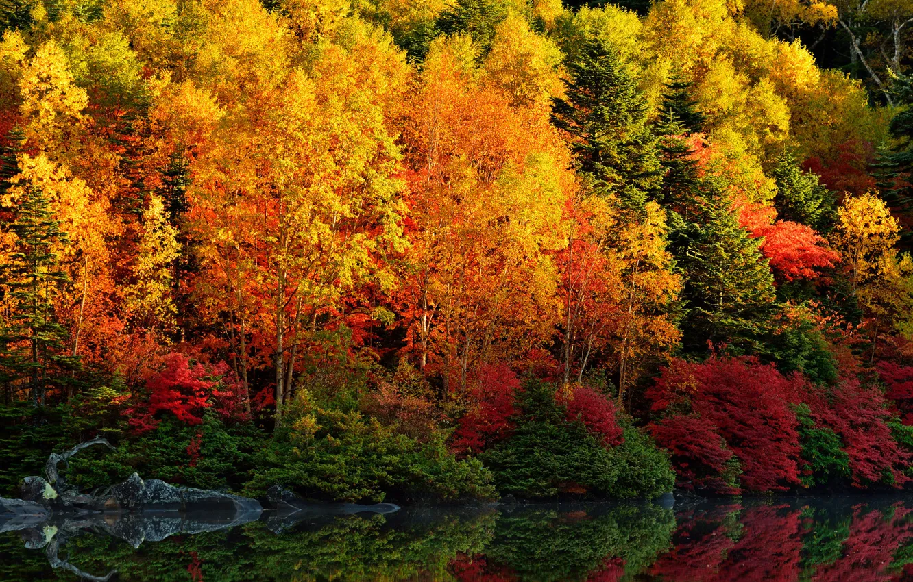 Фото обои осень, лес, листья, деревья, отражение, река, багрянец
