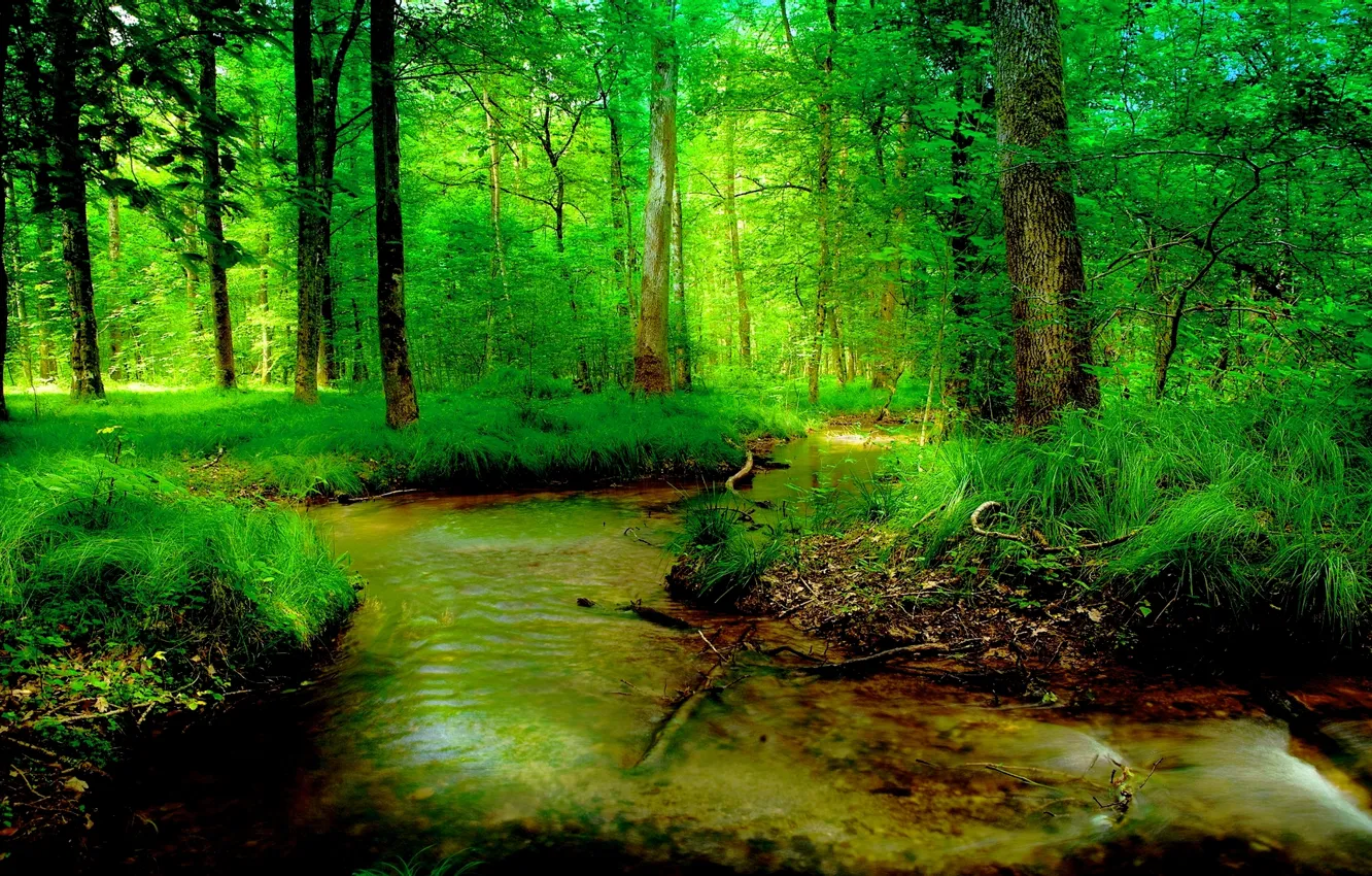Фото обои зелень, лес, лето, ручей