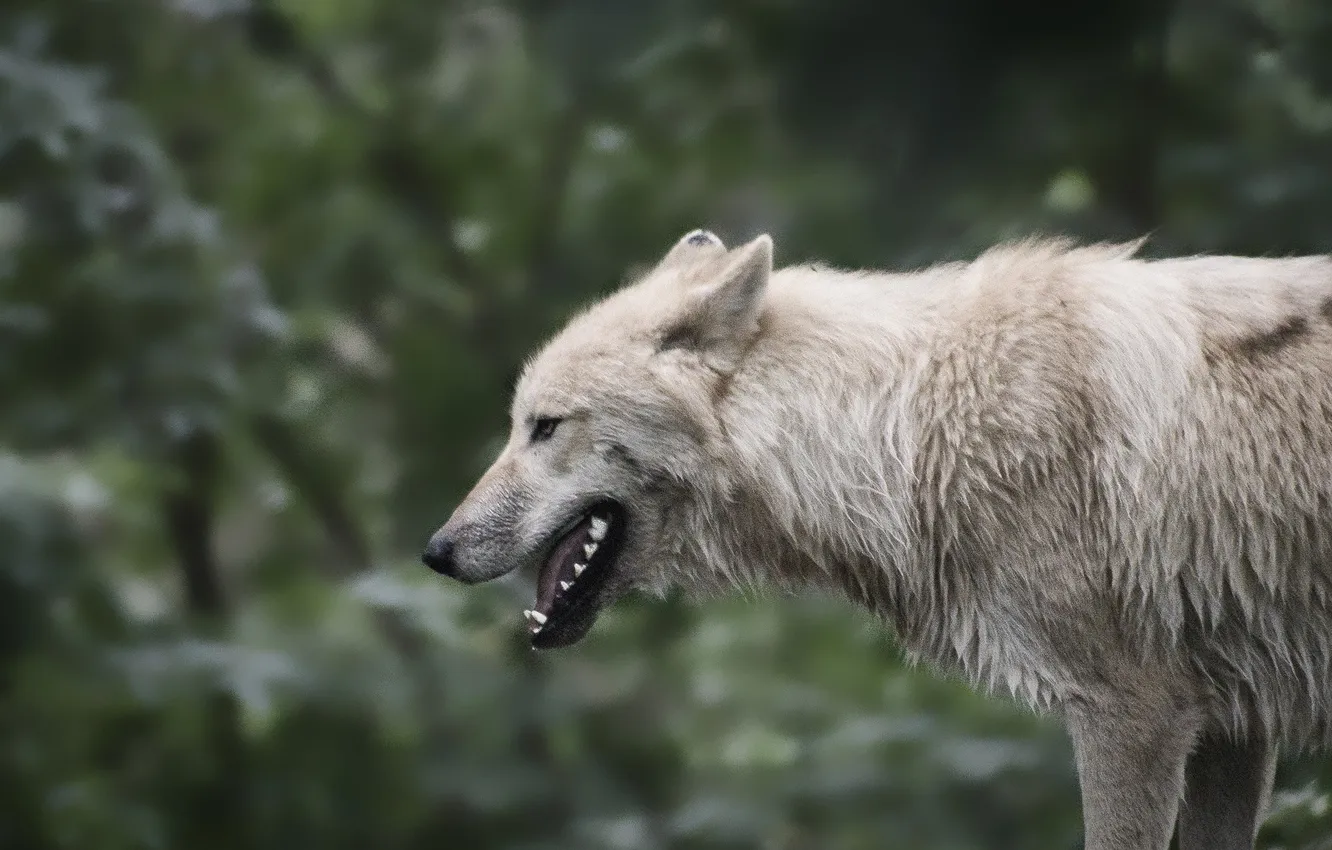 Фото обои nature, snow, predator, face, animal, wolf, wildlife, portrait