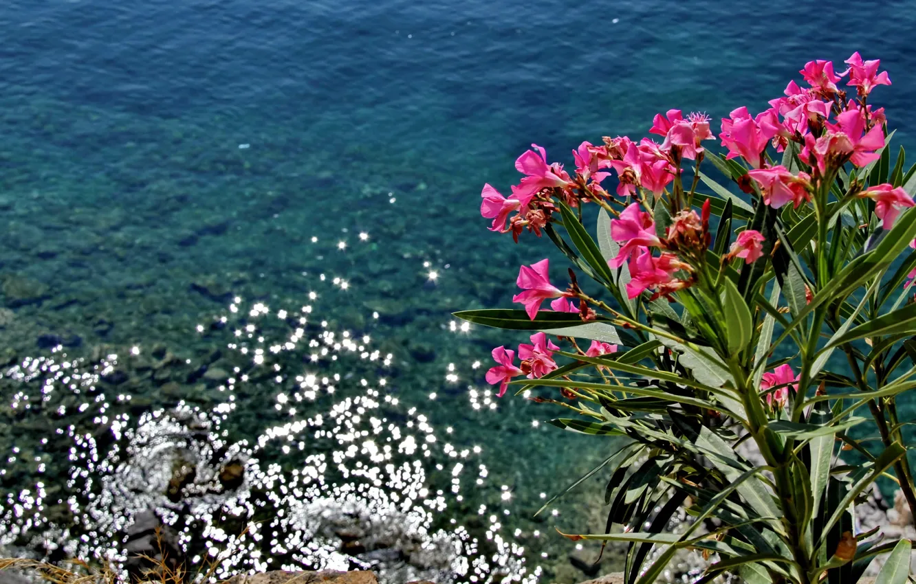 Фото обои Цветы, Природа, Море, Nature, Flowers, Sea