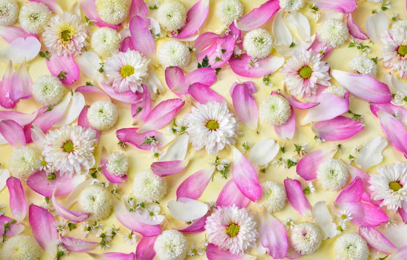 Фото обои цветы, лепестки, розовые, white, белые, хризантемы, pink, flowers