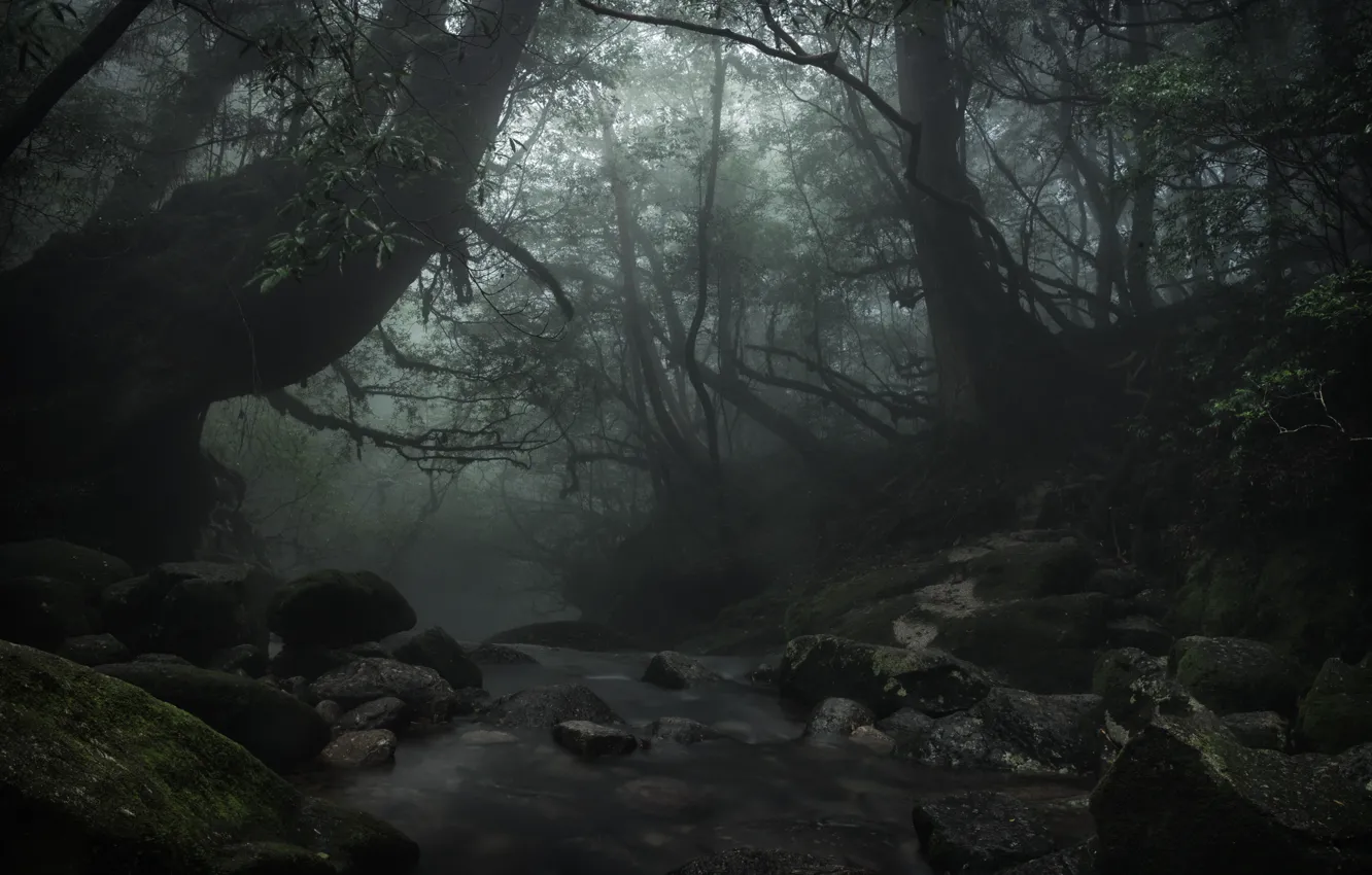 Фото обои лес, деревья, природа, ручей, камни, Япония, Japan, Yakushima