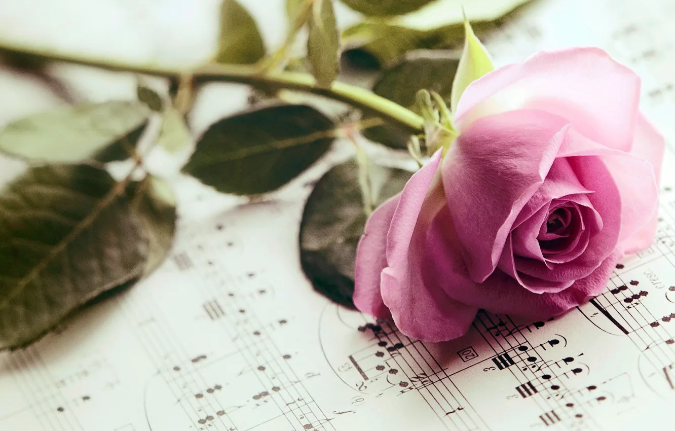 Фото обои цветок, листья, ноты, розовая, роза, лепестки