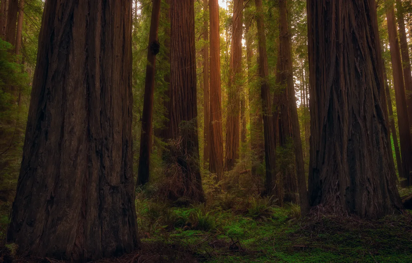 Фото обои лес, деревья, Калифорния, США, штат, секвойи, Рэдвуд