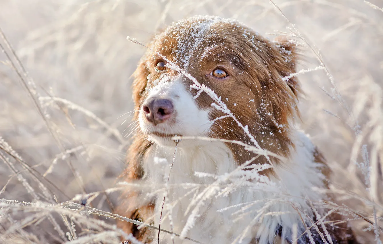 Фото обои зима, иней, трава, глаза, взгляд, снег, природа, фон