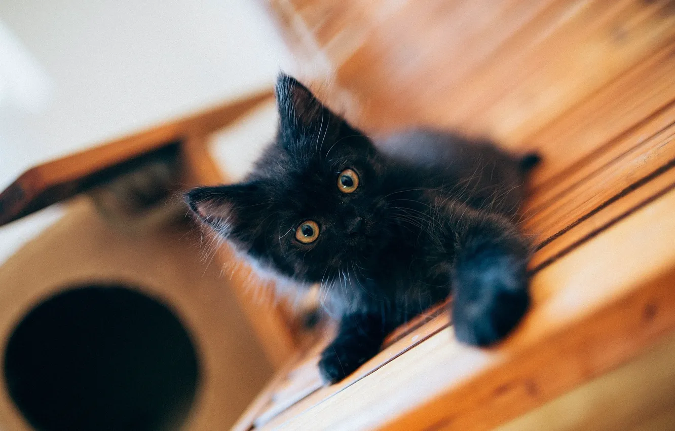 Фото обои чёрный, малыш, котёнок, чёрный котёнок