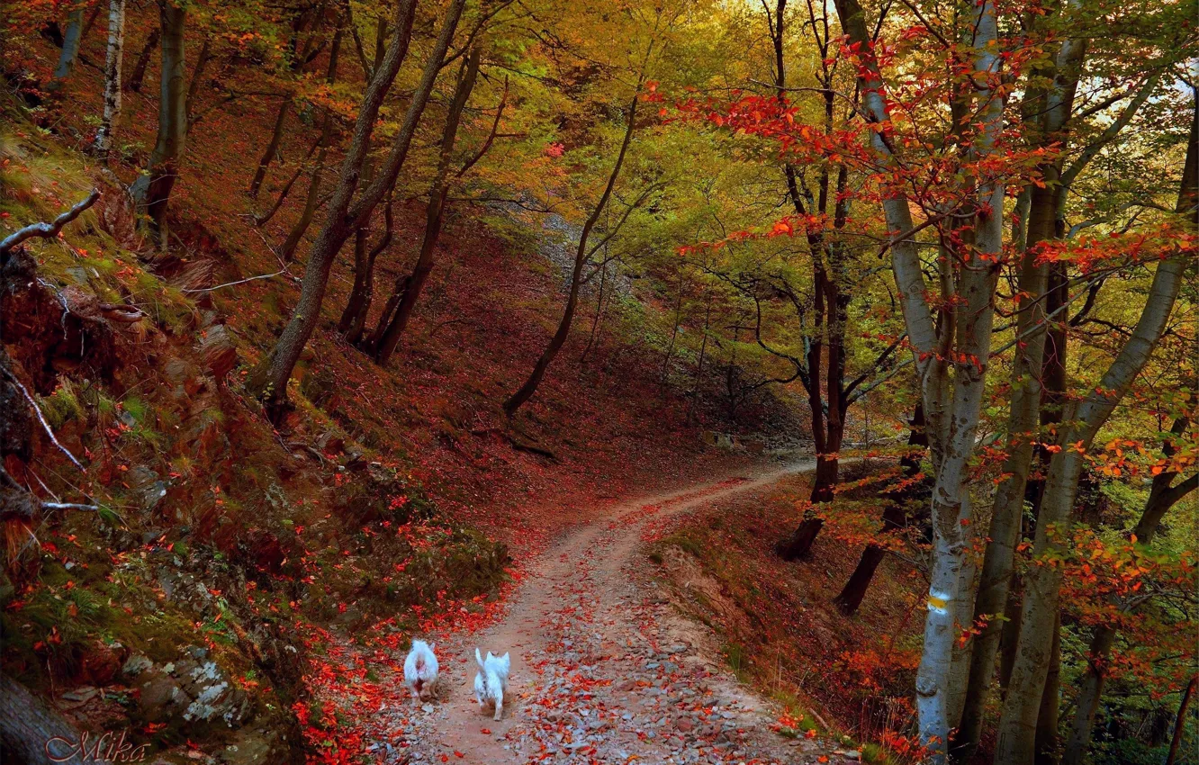 Фото обои Осень, Деревья, Лес, Тропа, Fall, Autumn, Dogs, Forest