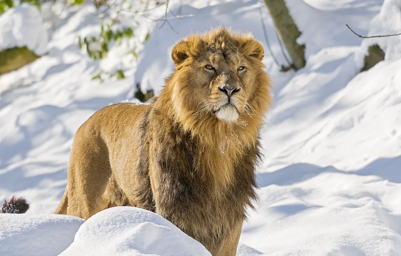 Фото обои взгляд, морда, снег, хищник, лев, грива, азиатский