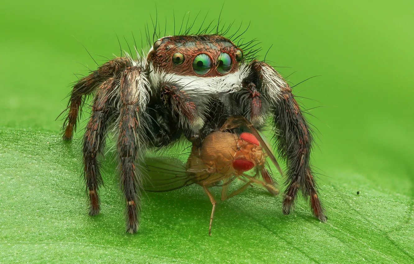 Фото обои взгляд, макро, зеленый, муха, фон, листок, паук, зеленоглазый