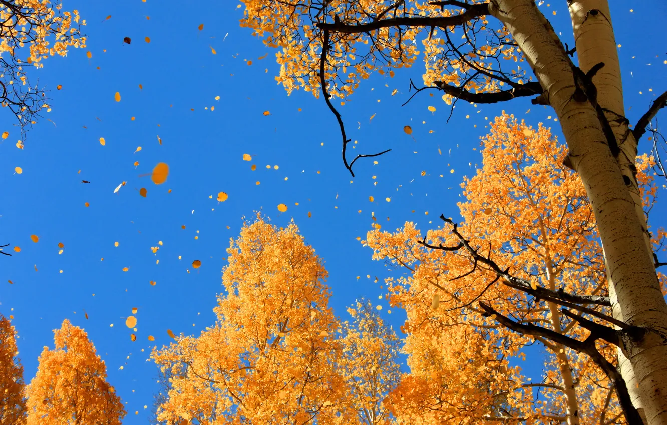 Фото обои осень, небо, природа, листва