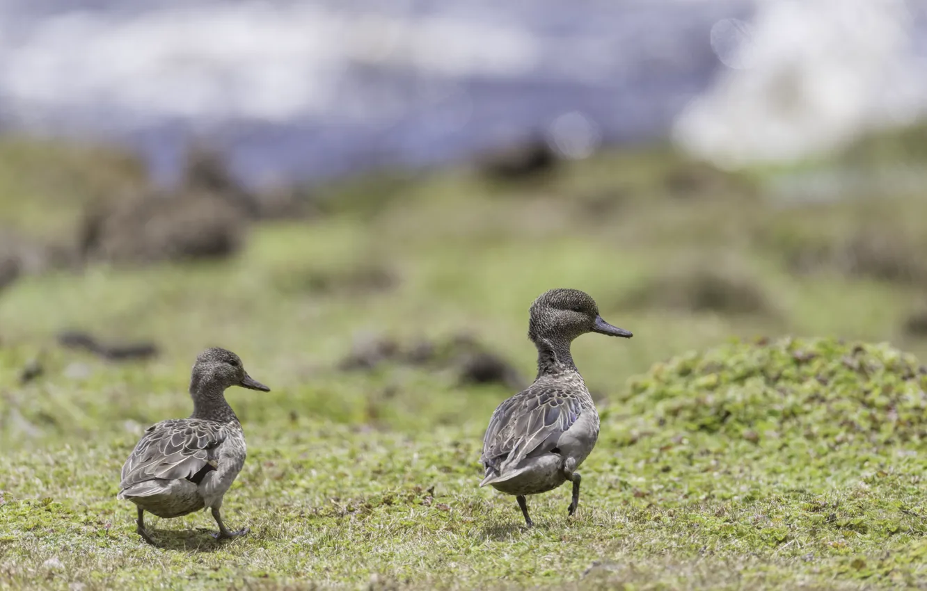 Фото обои природа, птица, утки, пара