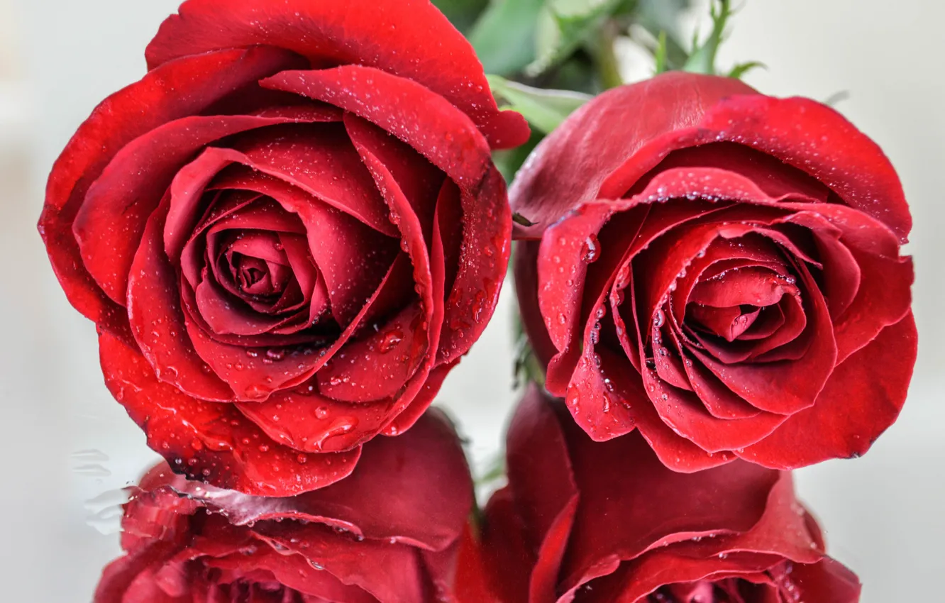 Фото обои капли, макро, красный, отражение, розы, red, rose, macro