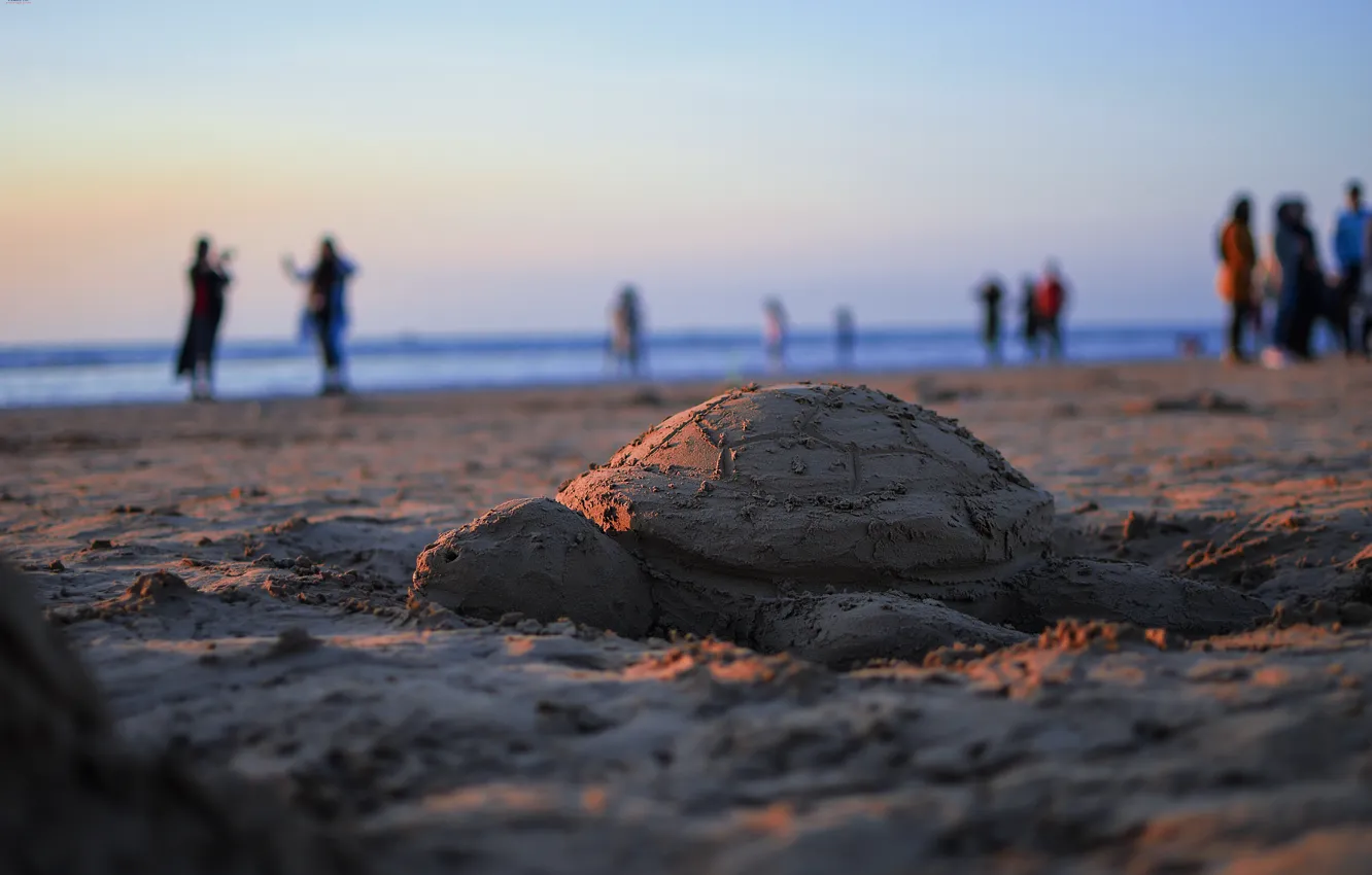 Фото обои sea, seaside, turtle