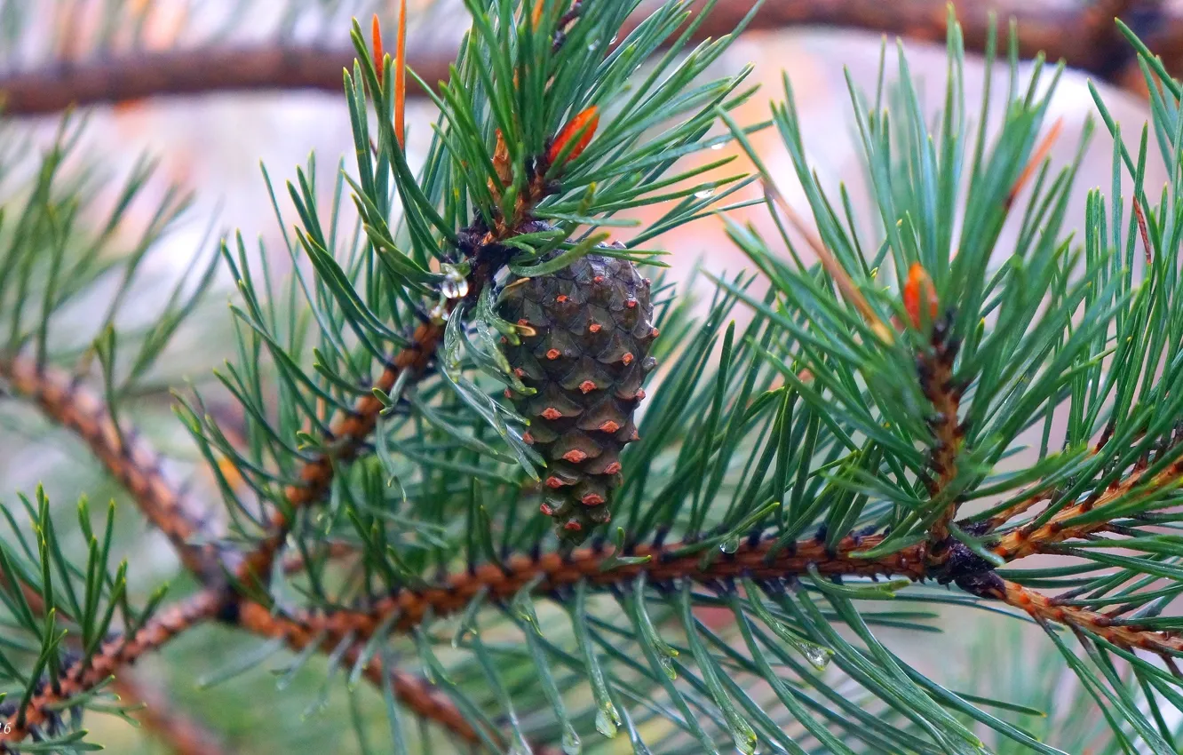 Фото обои tree, pine, twig
