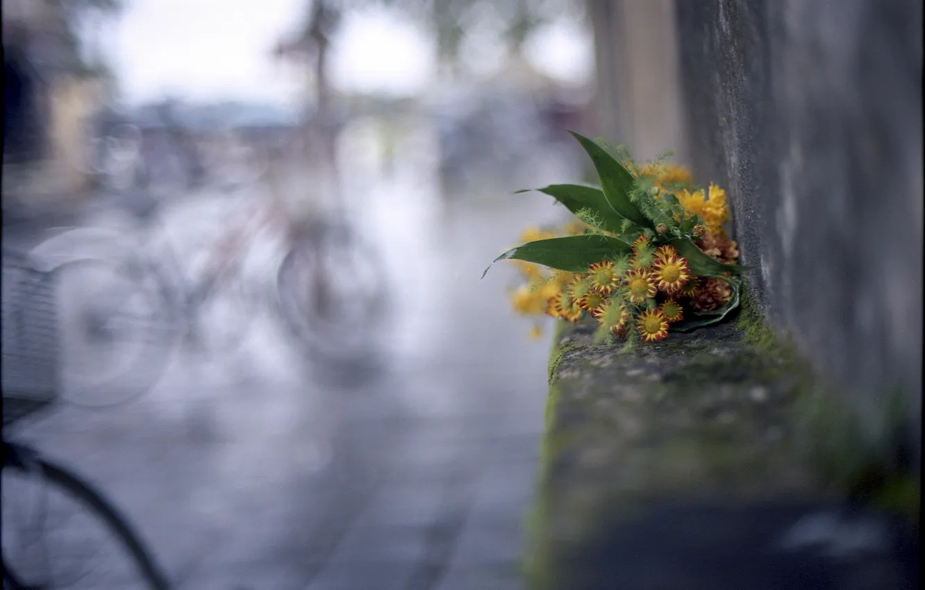 Фото обои макро, цветы, велосипед, фон, стена, букет
