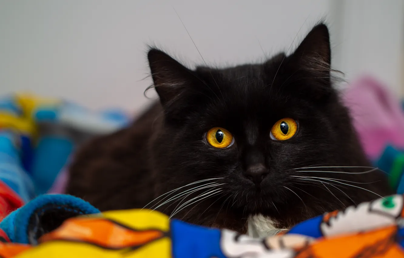 Фото обои кошка, кот, взгляд, морда, уют, фон, черный, портрет