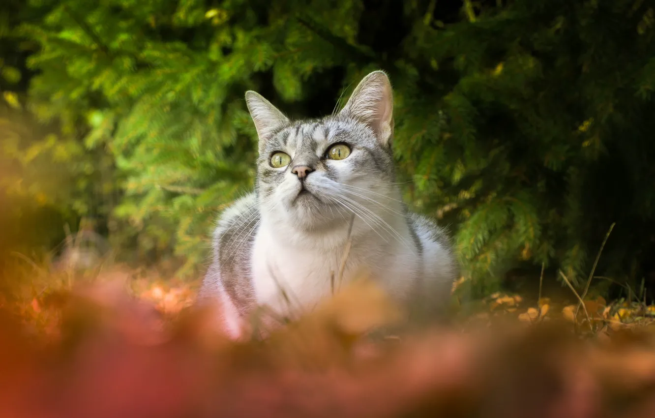 Фото обои осень, лес, кошка, кот, взгляд, природа, серый, ель