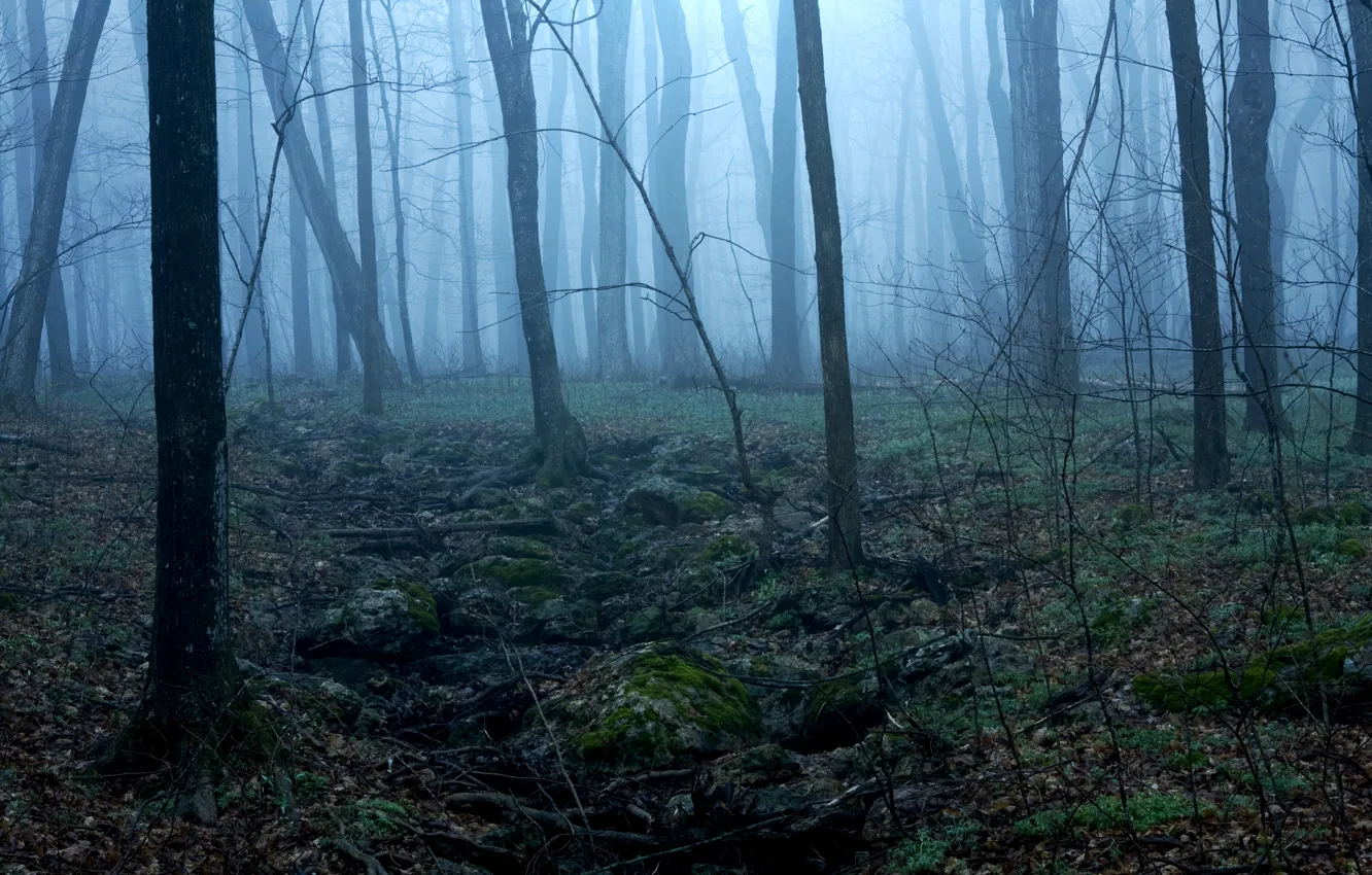 Фото обои лес, деревья, природа, туман, сумерки