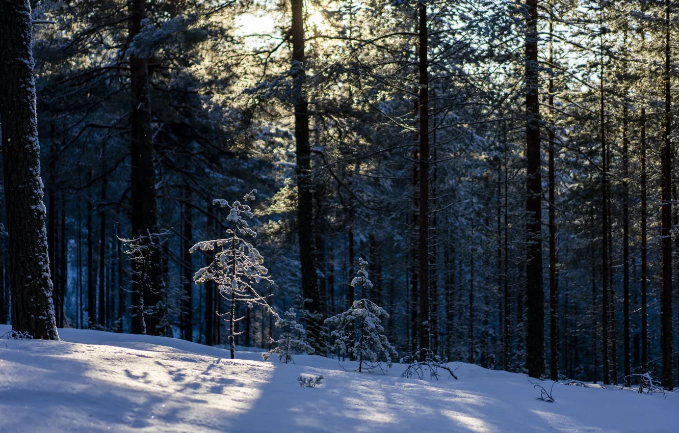 Фото обои лес, солнце, снег, сона, иней.