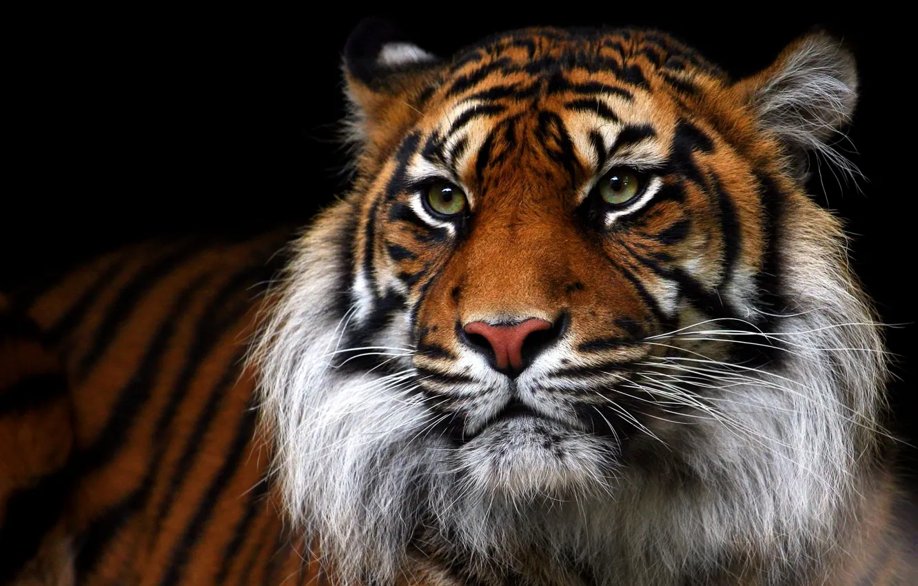 Фото обои взгляд, морда, тигр, портрет, черный фон