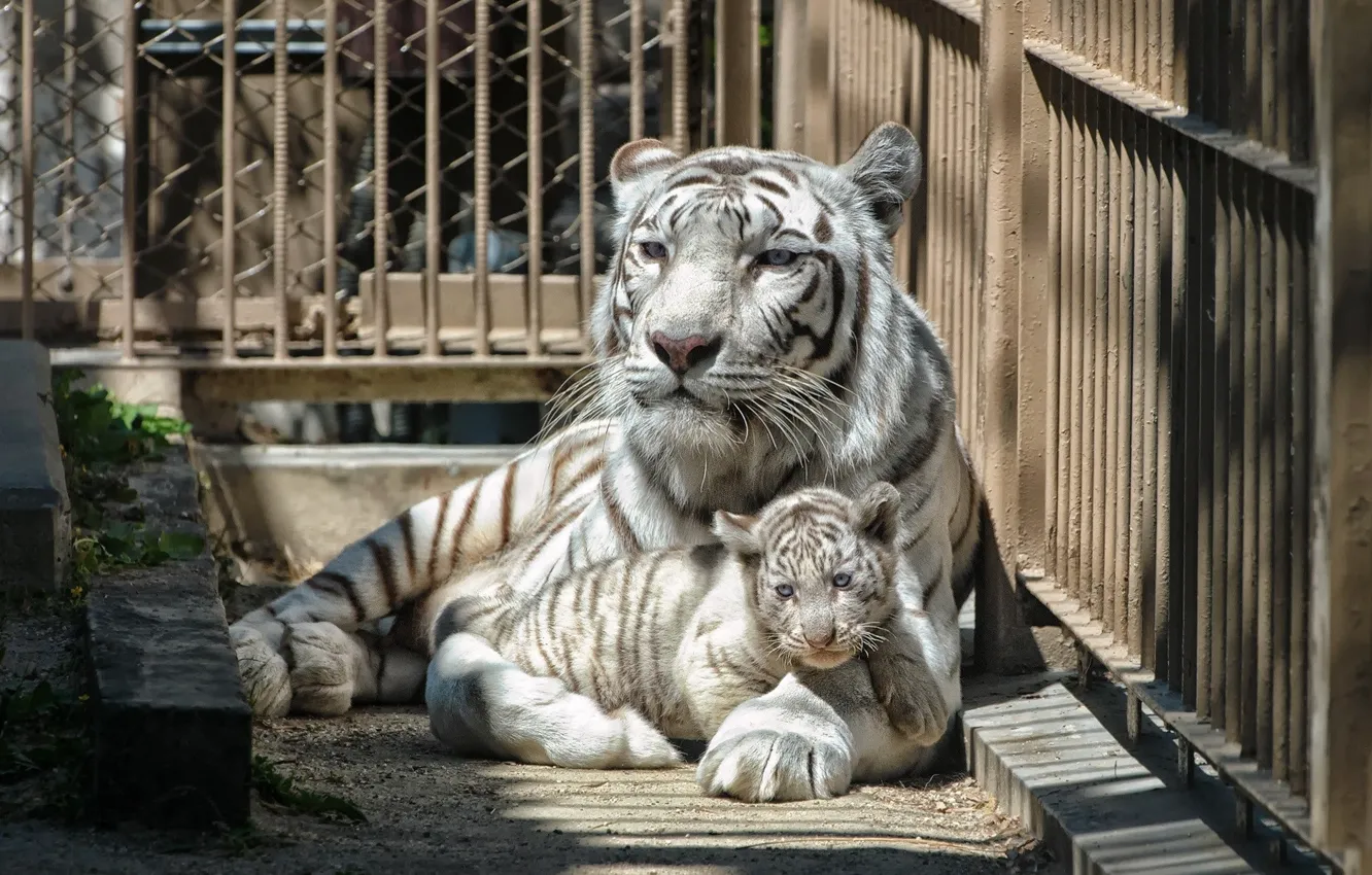 Фото обои кошка, белый, тигр, клетка, зоопарк, тигренок