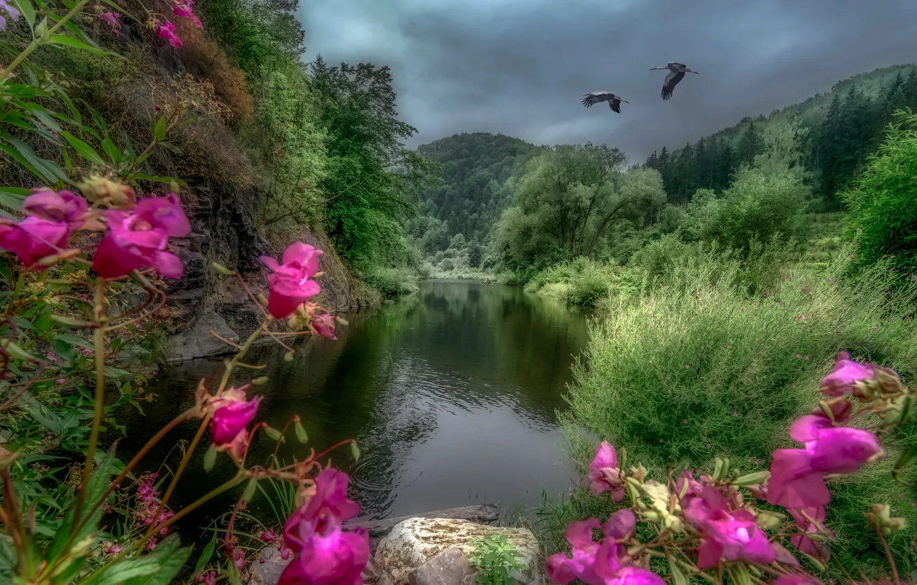 Фото обои лес, деревья, цветы, птицы, река, камни, скалы, Австрия