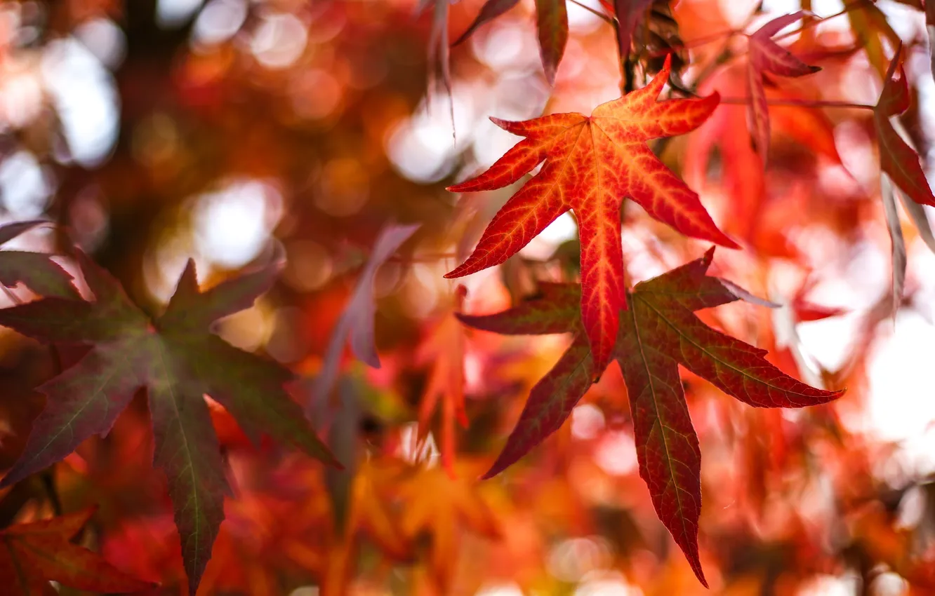 Фото обои осень, лес, листья, природа