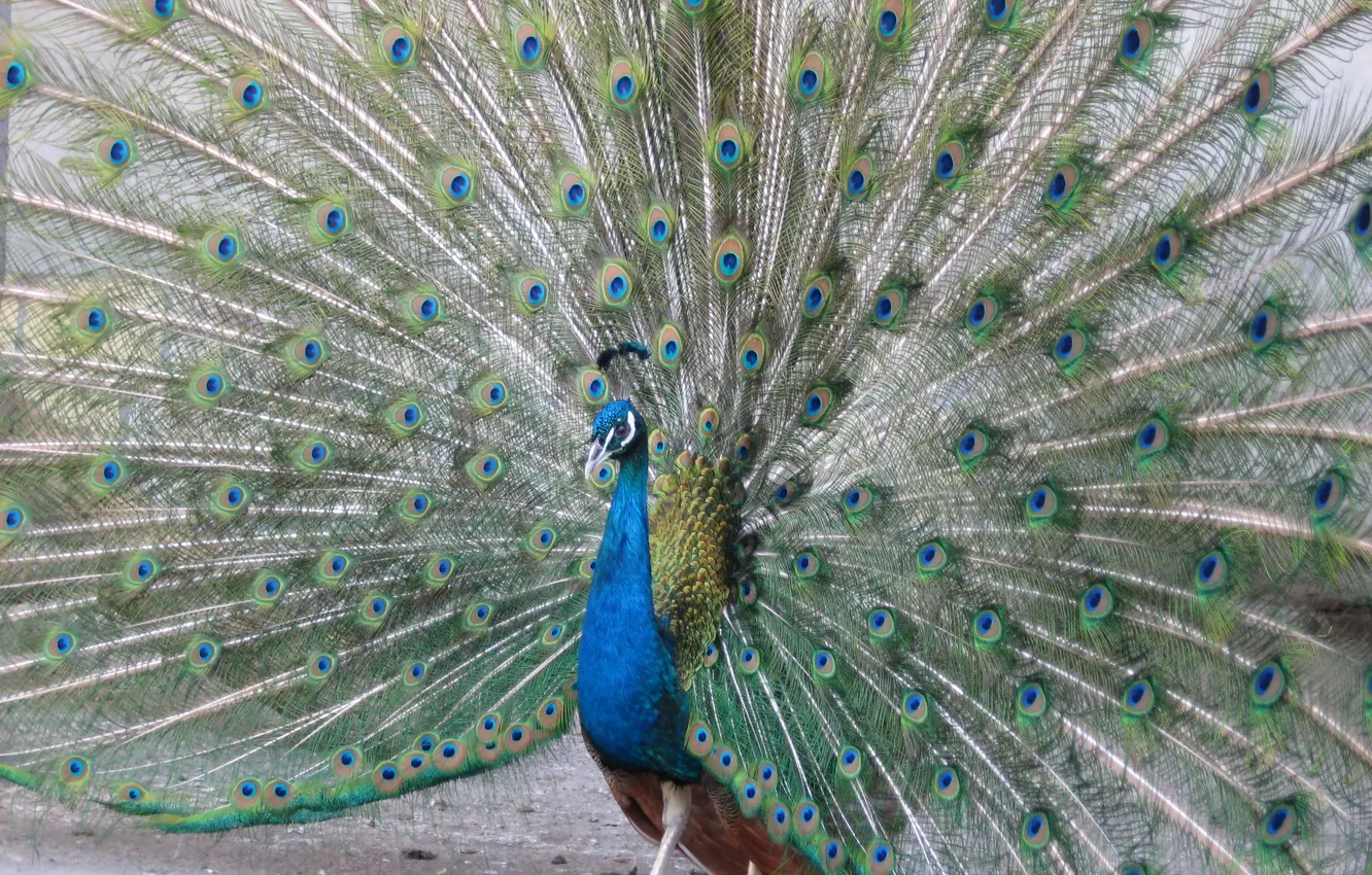 Фото обои птицы, павлин, birds, zoo, peacock, обыкновенный павлин, Photo by Arlen Shahverdyan, авторское фото Арлен Шахвердян