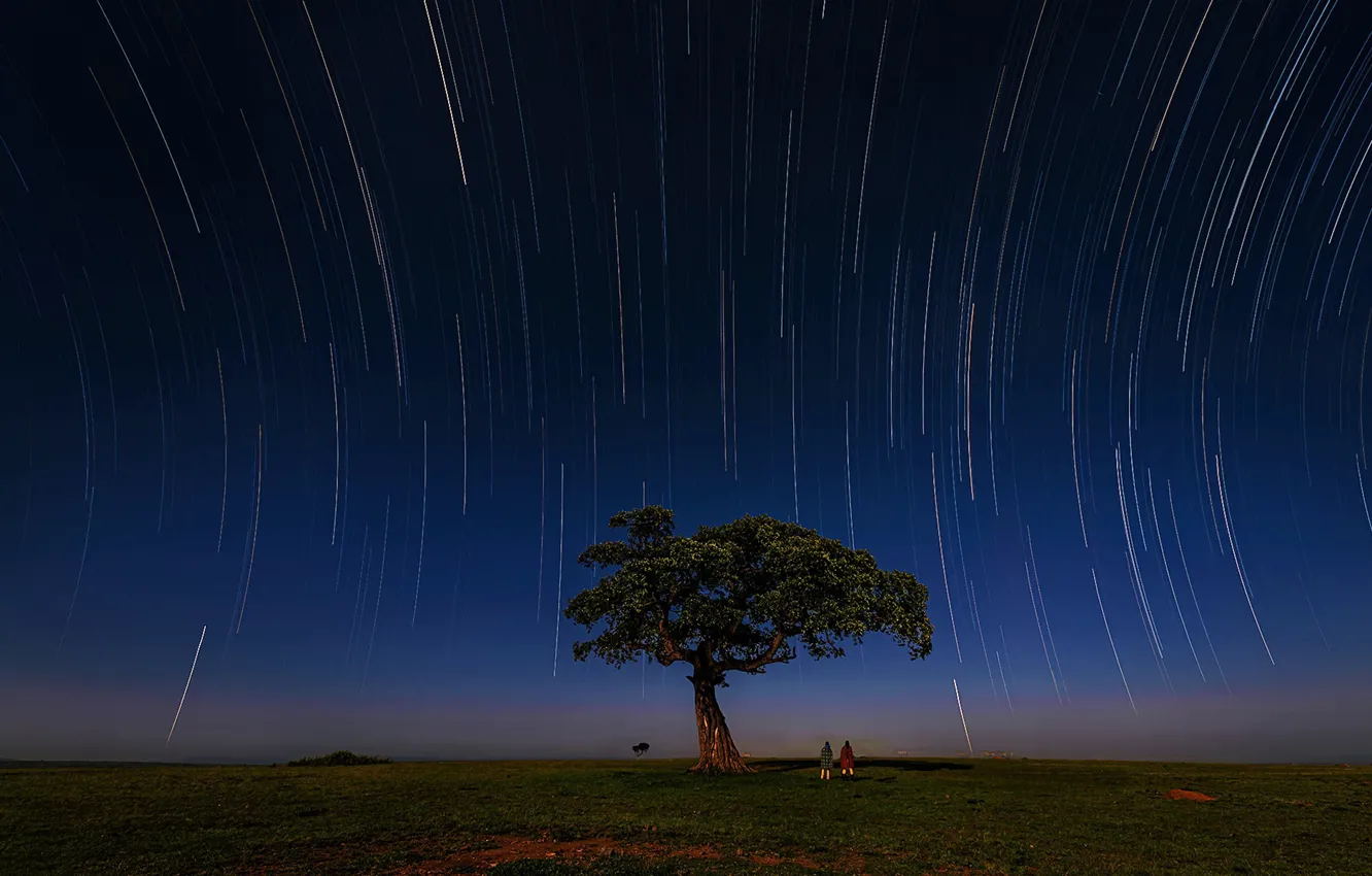 Фото обои звезды, дерево, зебра, саванна, экватор, stars, tree, zebra