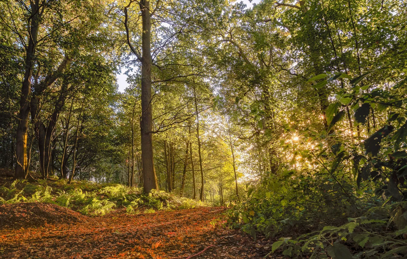 Фото обои лес, лето, природа