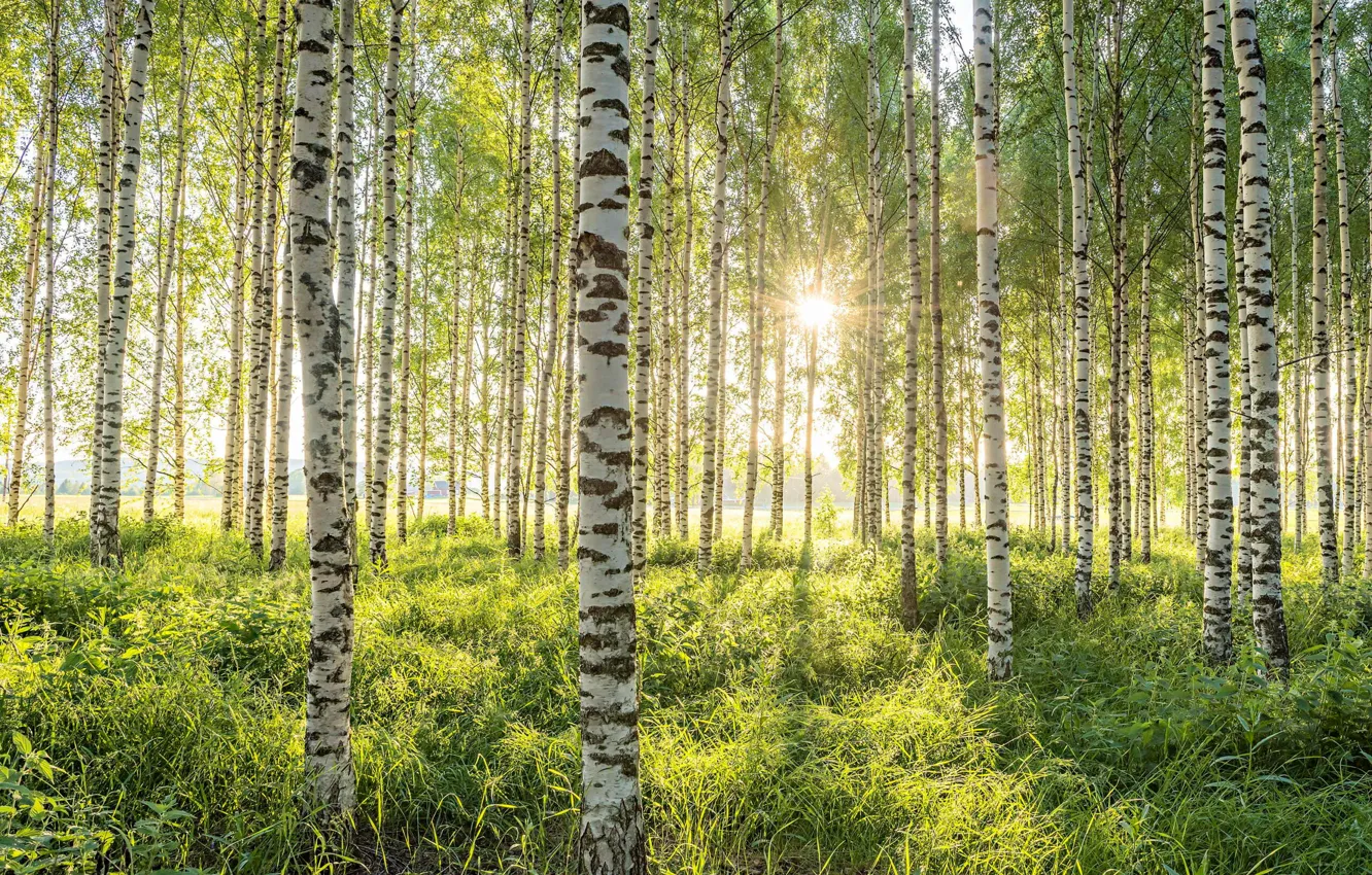 Фото обои лес, солнце, березы, березовая роща